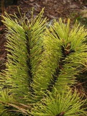 Pinus sylvestris 'Winter Gold' 